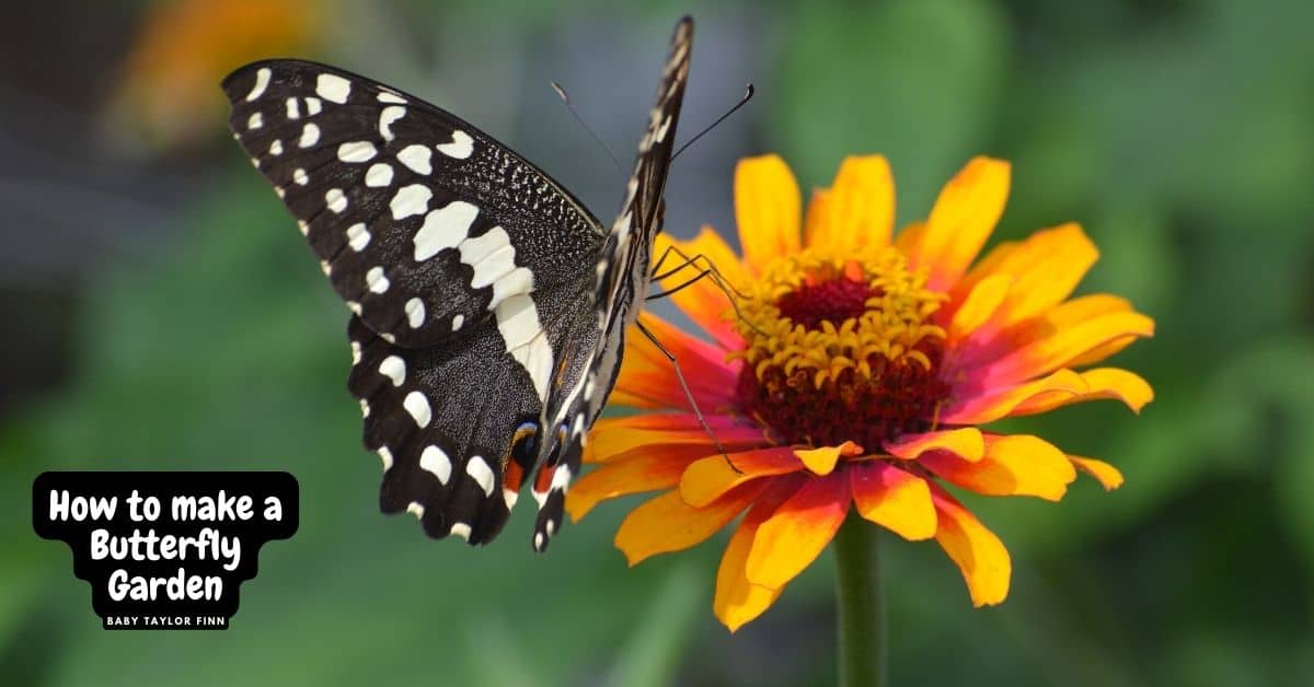 How to Make a Butterfly Garden, the 10 things beginners for making a basic and easy backyard butterfly garden.