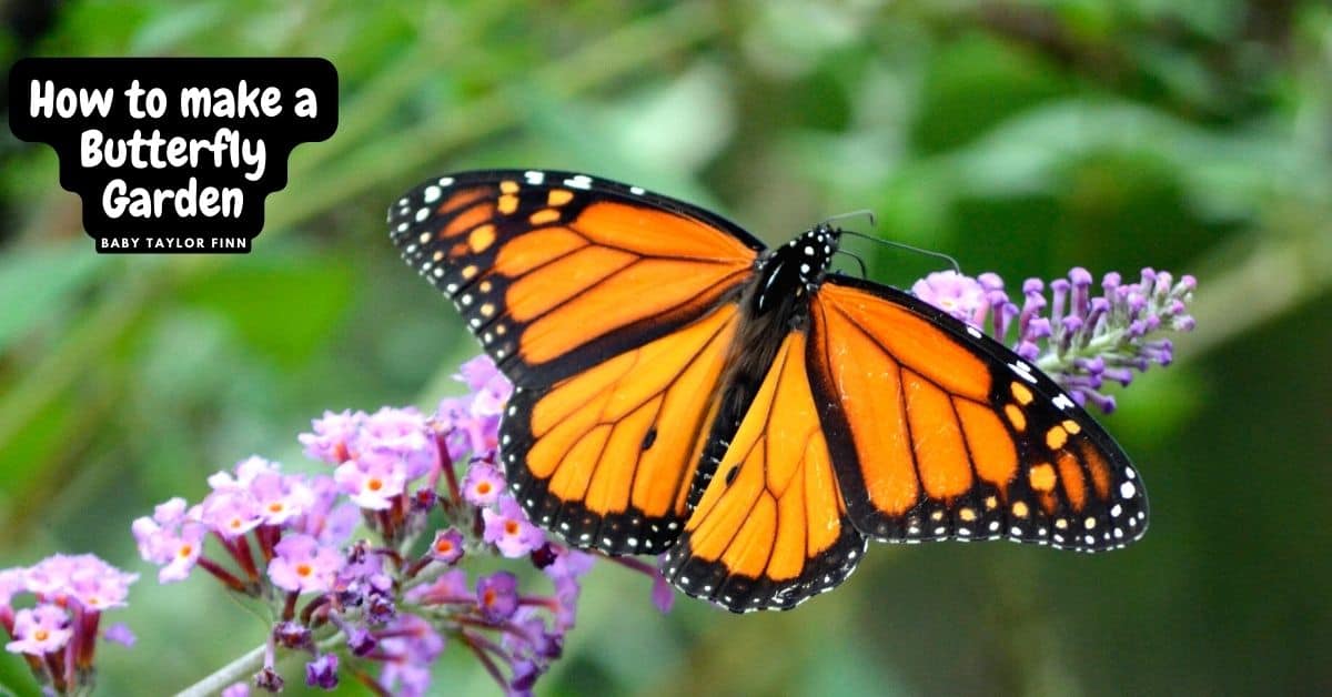 How to Make a Butterfly Garden, the 10 things beginners for making a basic and easy backyard butterfly garden.
