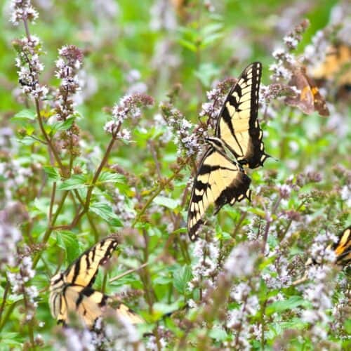 How to Make a Butterfly Garden