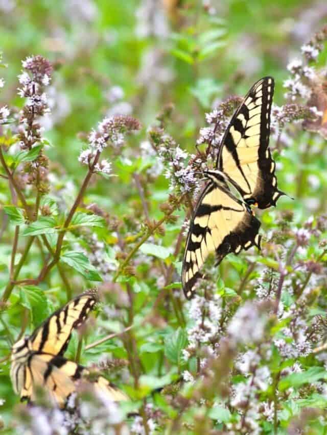 How to make a Butterfly Garden
