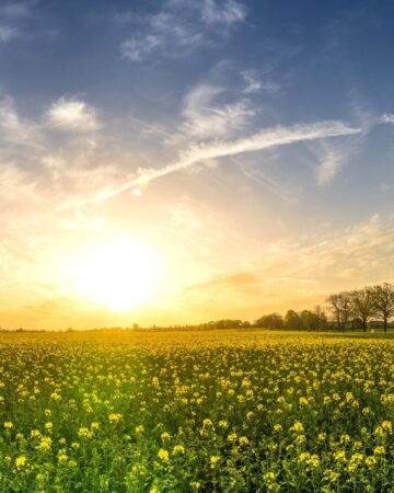 Environmental Issues for Kids