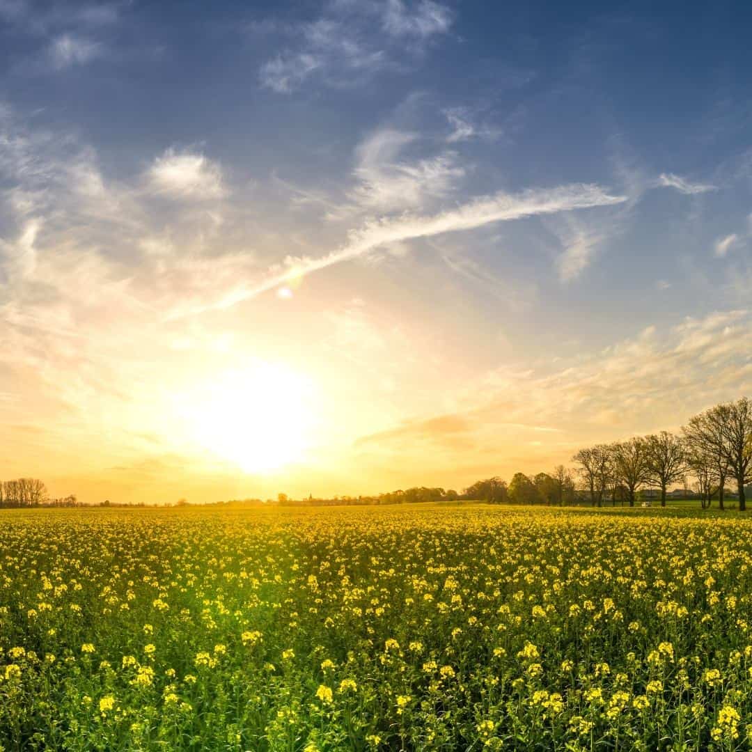 Environmental Issues for Kids, simple ideas for introducing children to the earth and how they can appreciate the planet.