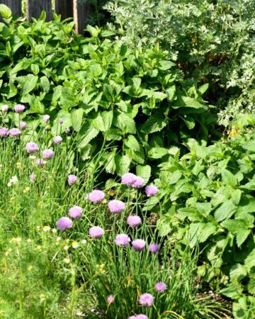 How to Start an Herb Garden