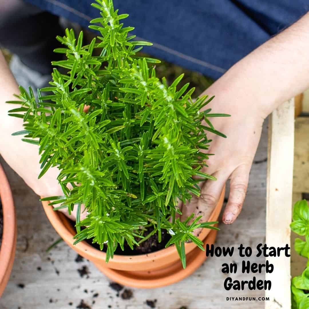 How to Start a Herb Garden, a simple guide for beginners on growing an herb garden that is easy to maintain.