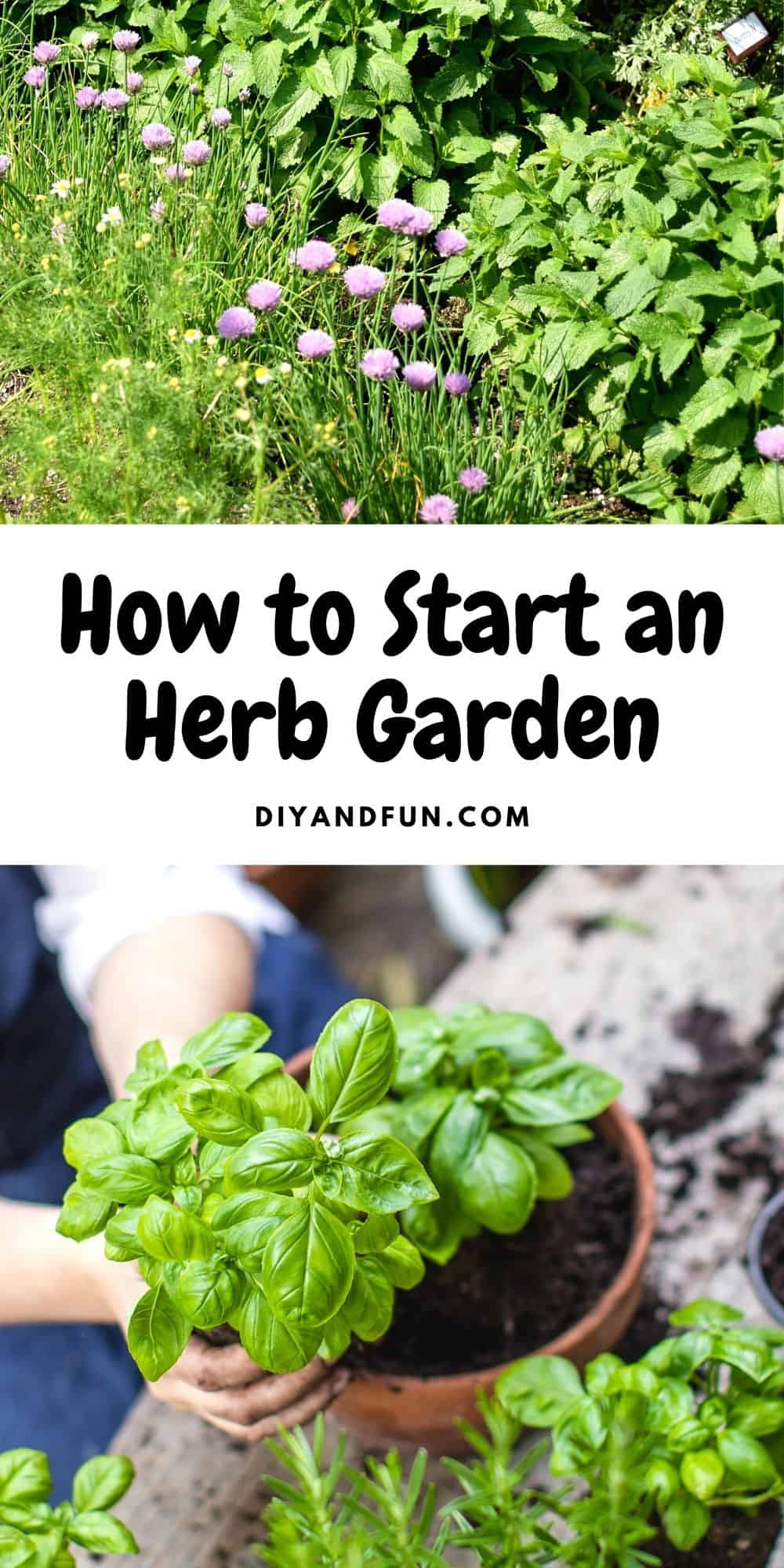 How to Start a Herb Garden, a simple guide for beginners on growing an herb garden that is easy to maintain.