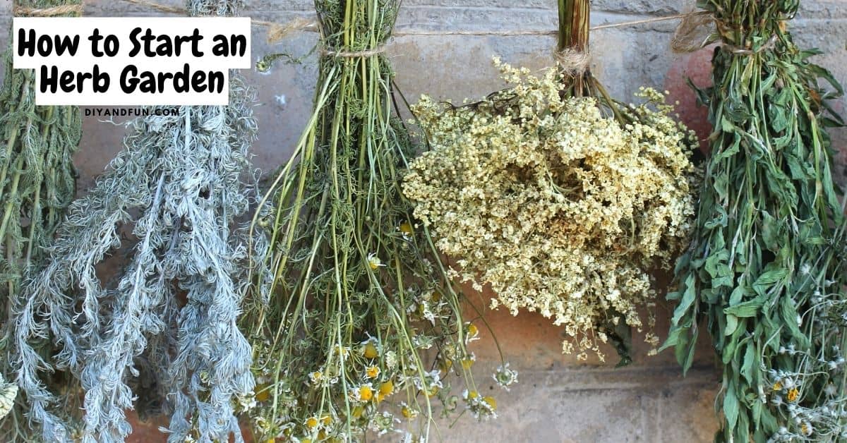 How to Start a Herb Garden, a simple guide for beginners on growing an herb garden that is easy to maintain.