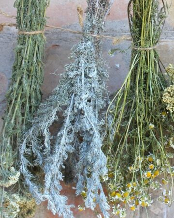 How to Preserve Herbs