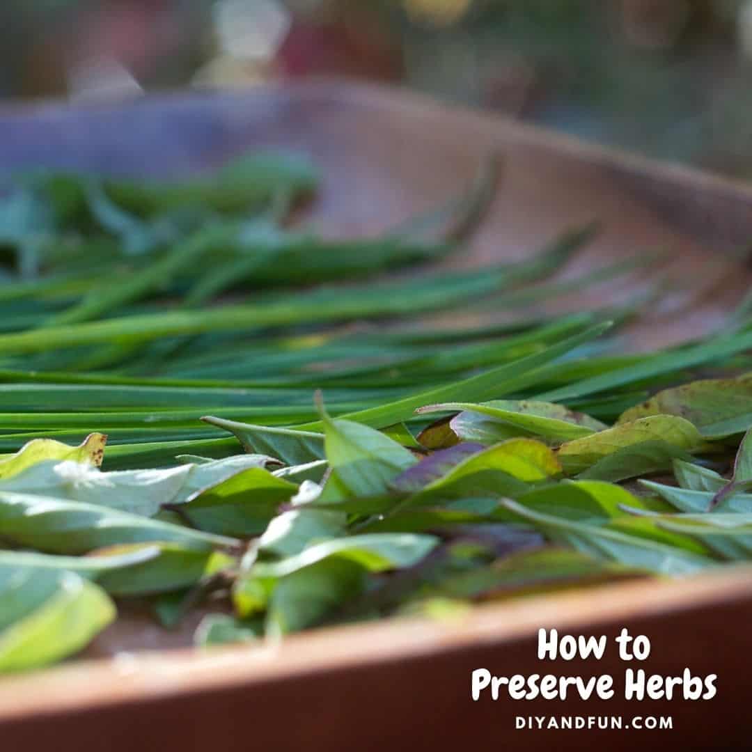 How to Preserve Herbs, a simple guide for preserving herbs grown in the garden for later use in recipes and more.