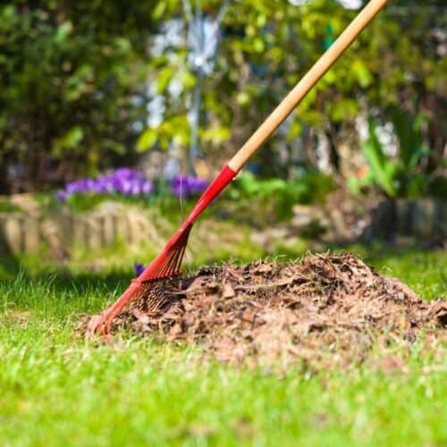 Spring Garden Chores and Checklist