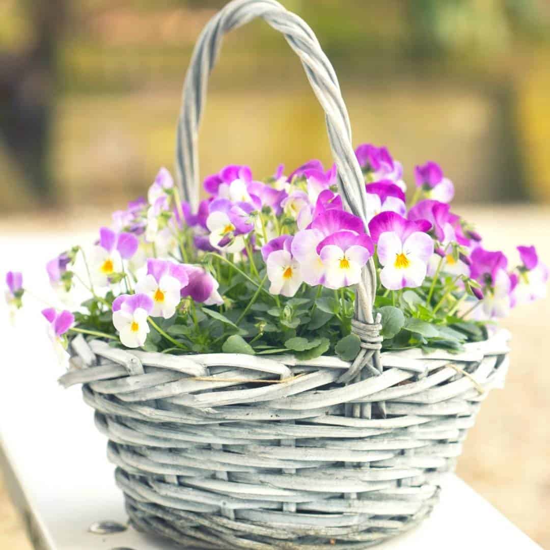 Decorate for Spring on a Budget, inexpensive ways that your can update your home or apartment for the spring season.
