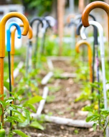 Creative Garden Ideas