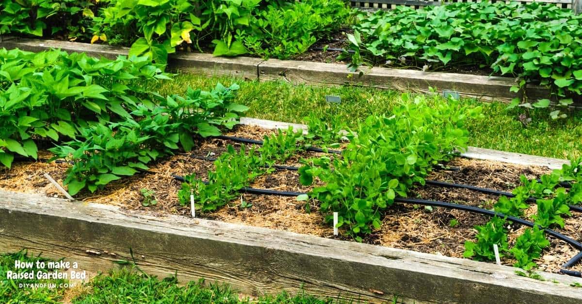 How to make a Raised Garden Bed, a beginners guide to making an inexpensive garden bed for vegetables and plants.