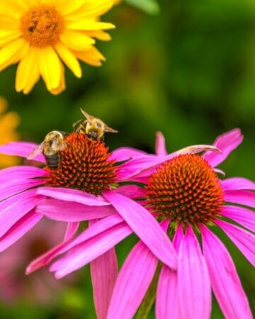 How to Make a Bee Garden
