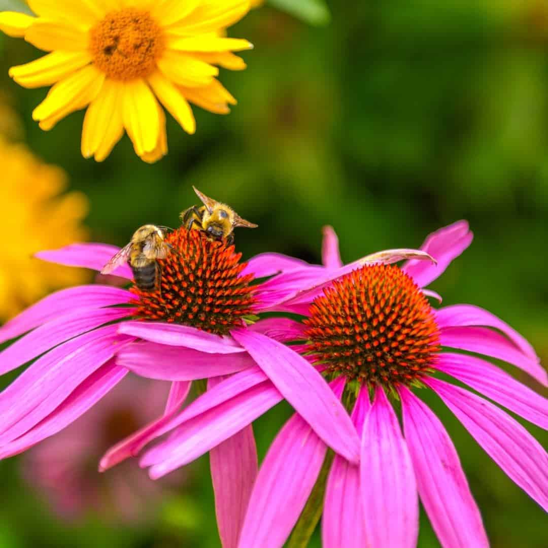 How to Make a Bee Garden, simple instructions for making a bee friendly location in your yard for pollinators such as bees.