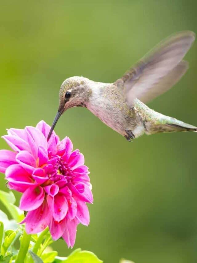 How to Make a Hummingbird Garden