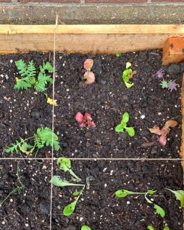 How to make a Raised Garden Bed