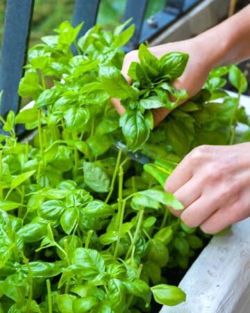 Small Space Herb Garden DIY