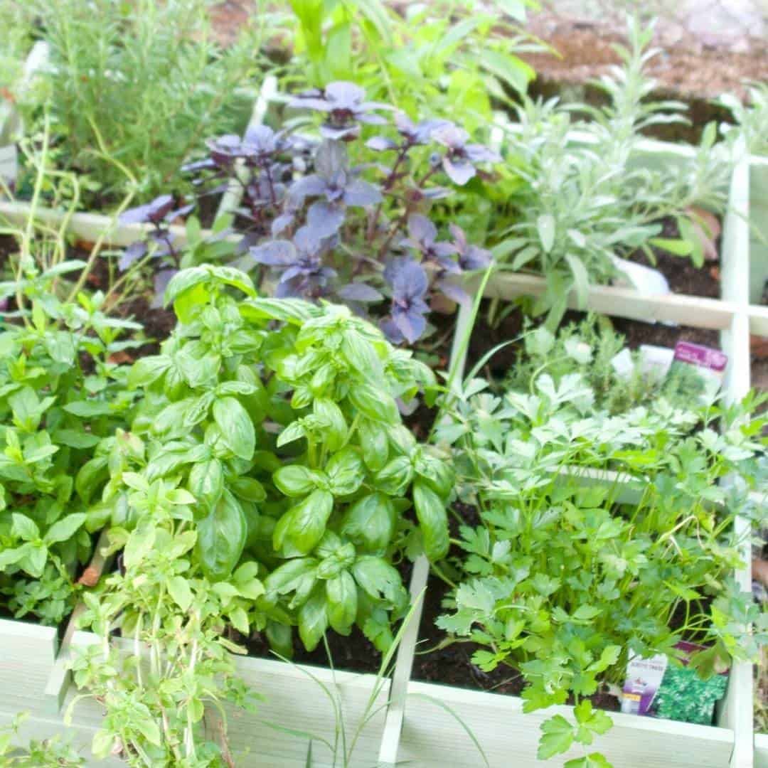 How to build a Small Space Herb Garden DIY, Easy to follow directions for a homemade do it yourself garden for herbs in a small space.