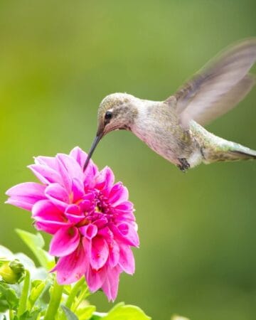 How to Make a Hummingbird Garden