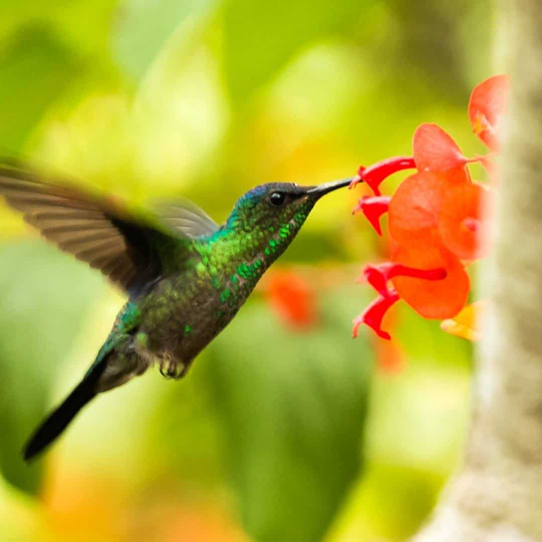 How to Make a Hummingbird Garden, a simple guide for designing a garden in your yard that attracts hummingbirds.