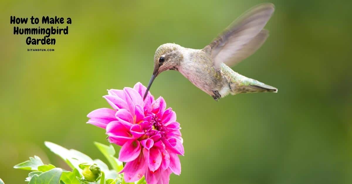 How to Make a Hummingbird Garden, a simple guide for designing a garden in your yard that attracts hummingbirds.