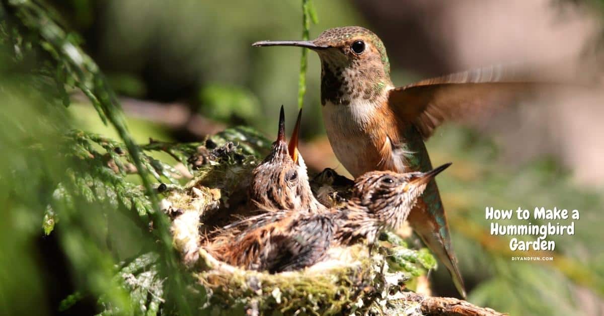 How to Make a Hummingbird Garden, a simple guide for designing a garden in your yard that attracts hummingbirds.