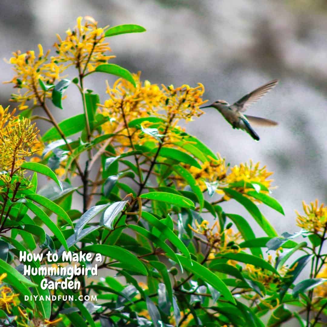 How to Make a Hummingbird Garden, a simple guide for designing a garden in your yard that attracts hummingbirds.