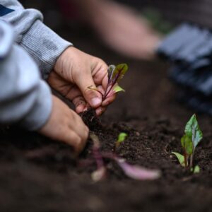 Vegetable Gardening with Kids