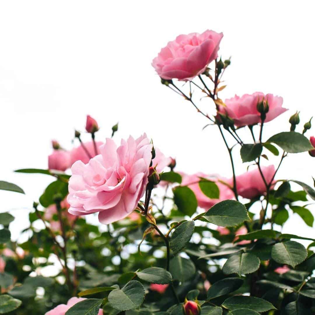 How to Grow Amazing Roses, an easy to follow guide for growing beautiful rose bushes without a lot of effort.