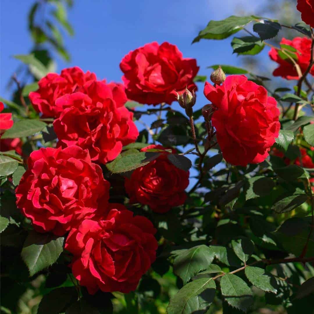How to Grow Amazing Roses, an easy to follow guide for growing beautiful rose bushes without a lot of effort.