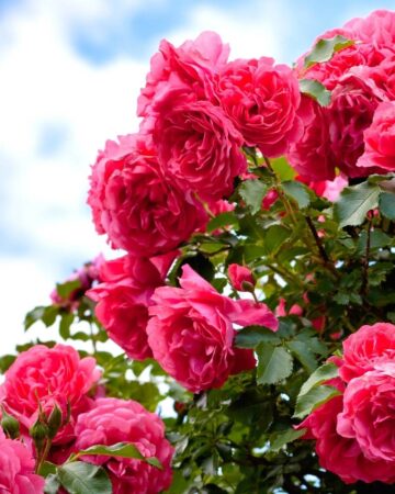 How to Grow Amazing Roses