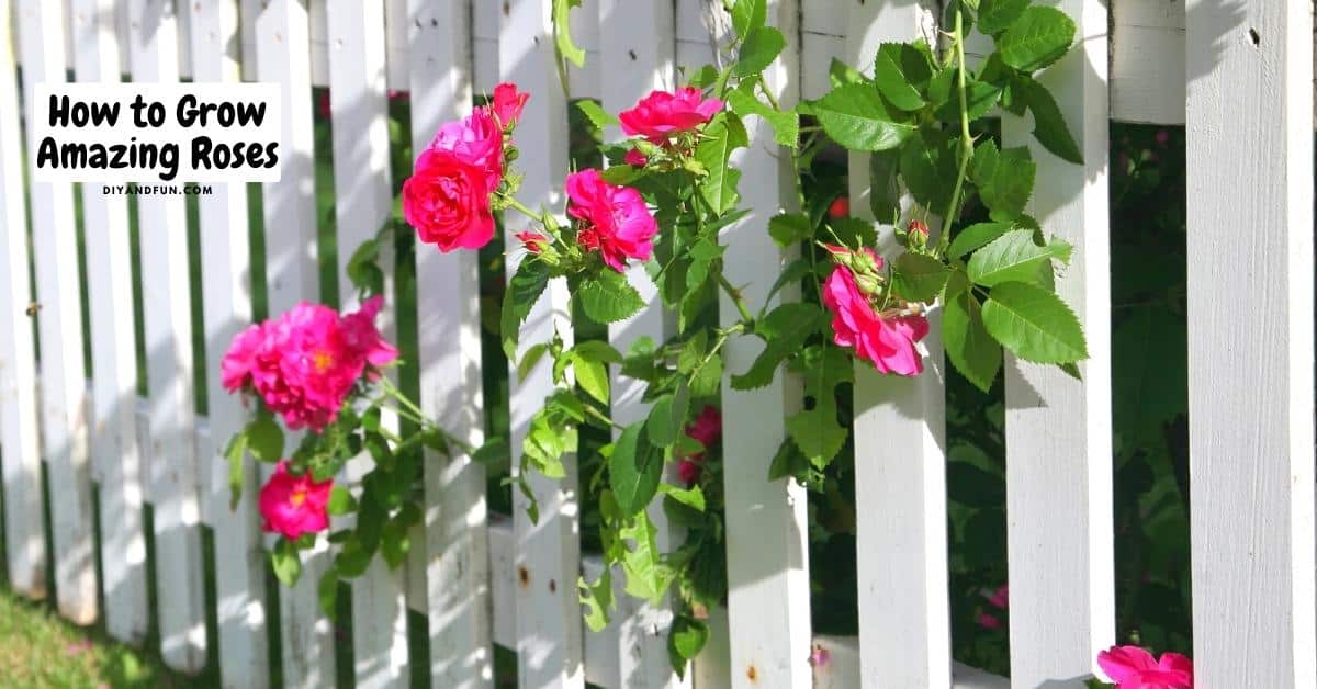 How to Grow Amazing Roses, an easy to follow guide for growing beautiful rose bushes without a lot of effort.