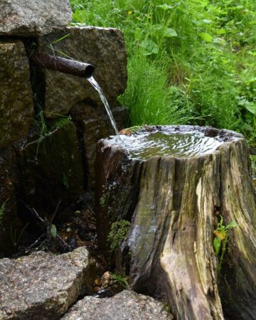 Creative Uses for Tree Stumps