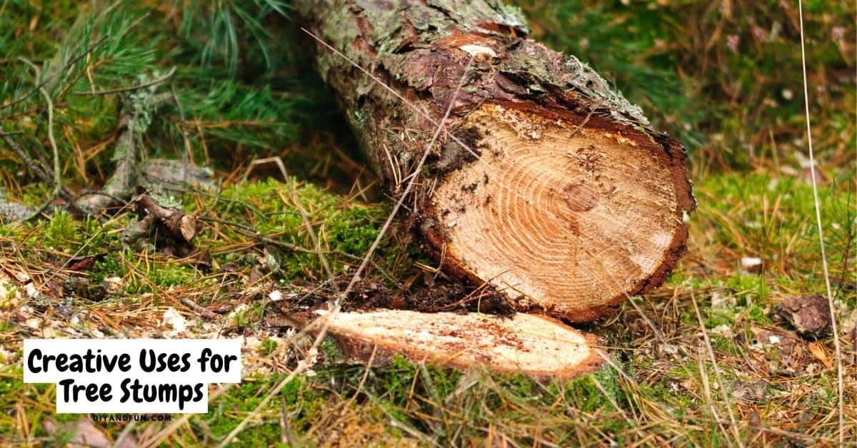 Creative Uses for Tree Stumps, 12 of the best creative uses for tree stumps that can turn that stump into something useful.