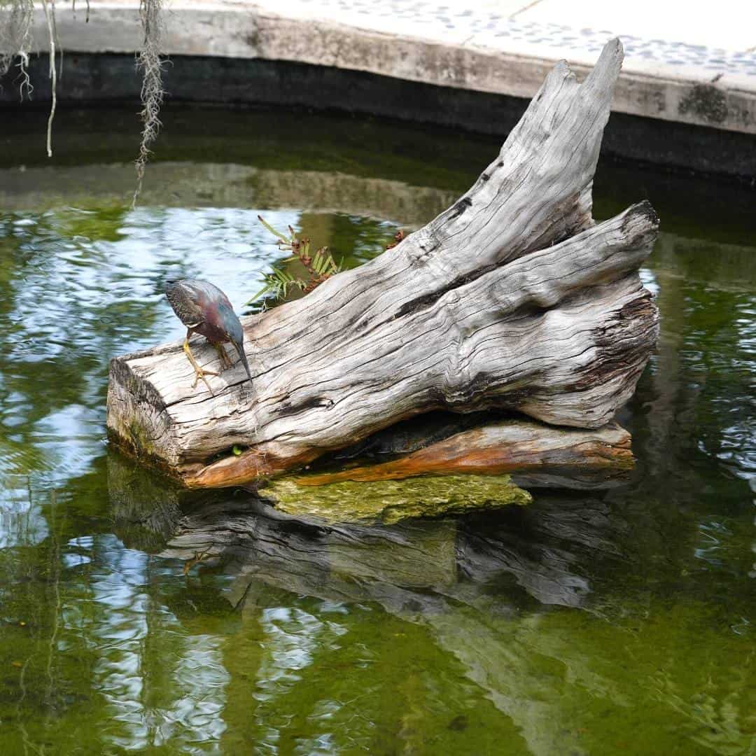 Creative Uses for Tree Stumps, 12 of the best creative uses for tree stumps that can turn that stump into something useful.