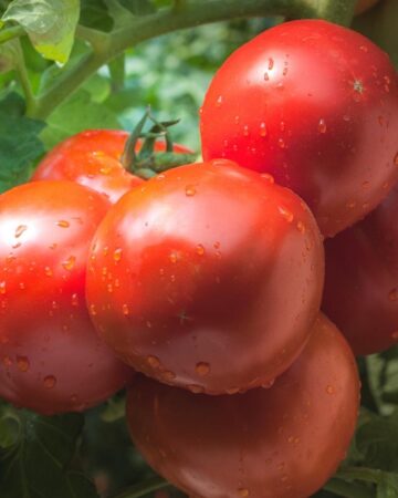 How to Grow Amazing Tomatoes