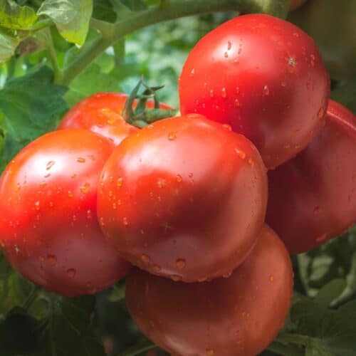 How to Grow Amazing Tomatoes