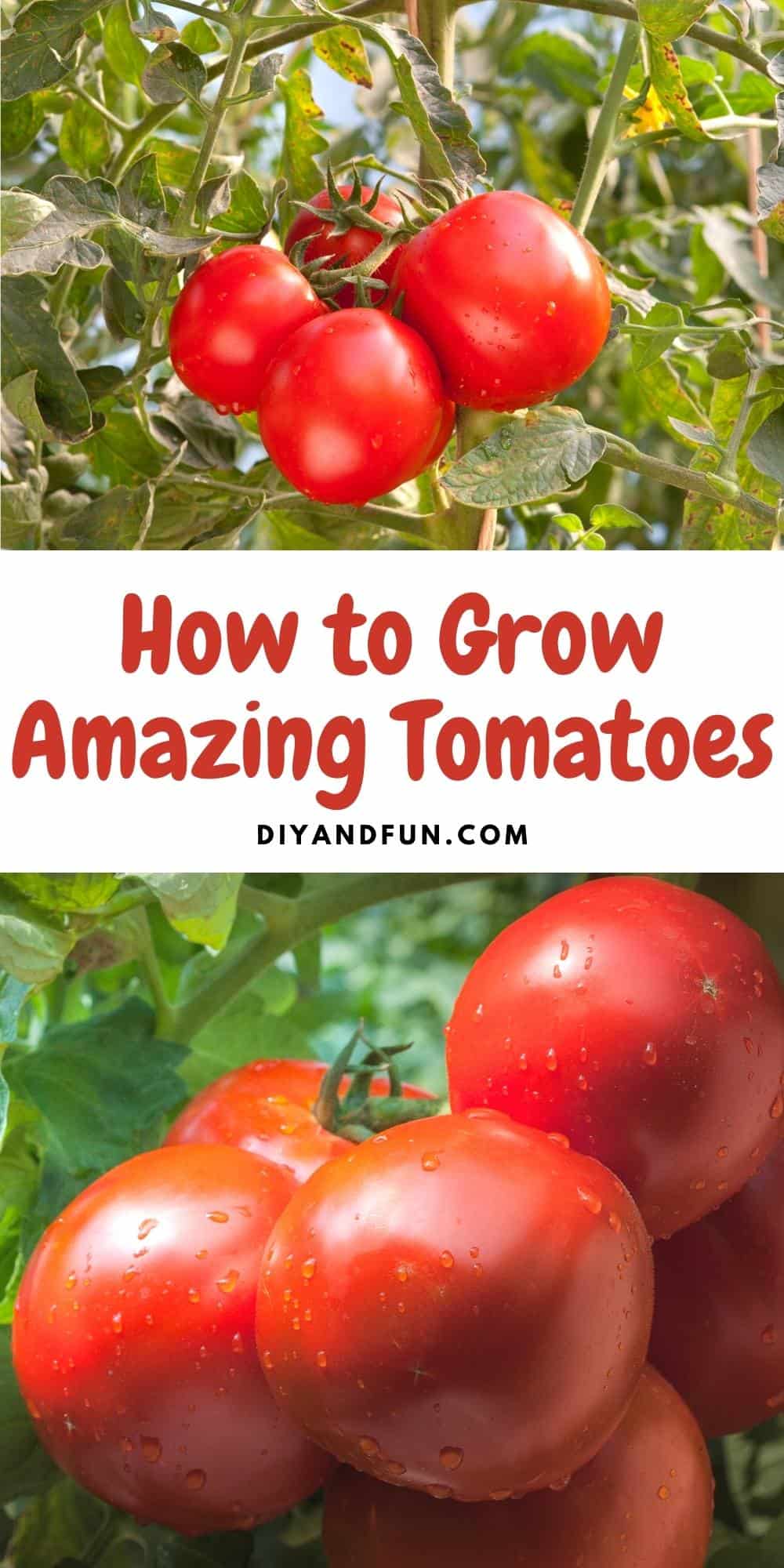 How to Grow Amazing Tomatoes, a simple guide for growing great tasting tomatoes without a lot of effort in doing so.