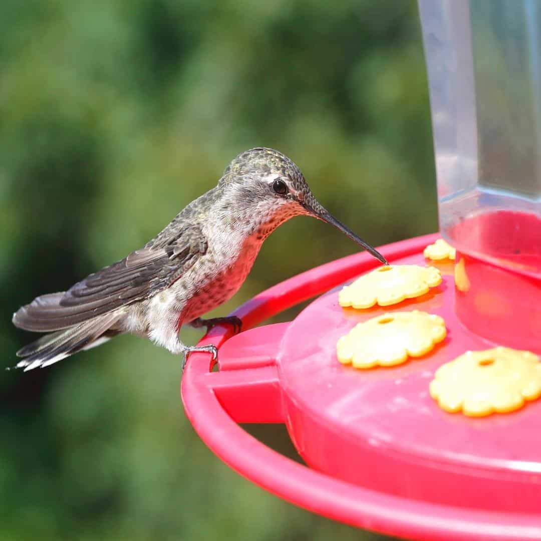 How to Attract Hummingbirds to your Garden, 20 simple tips for how to get more hummingbirds to your backyard.