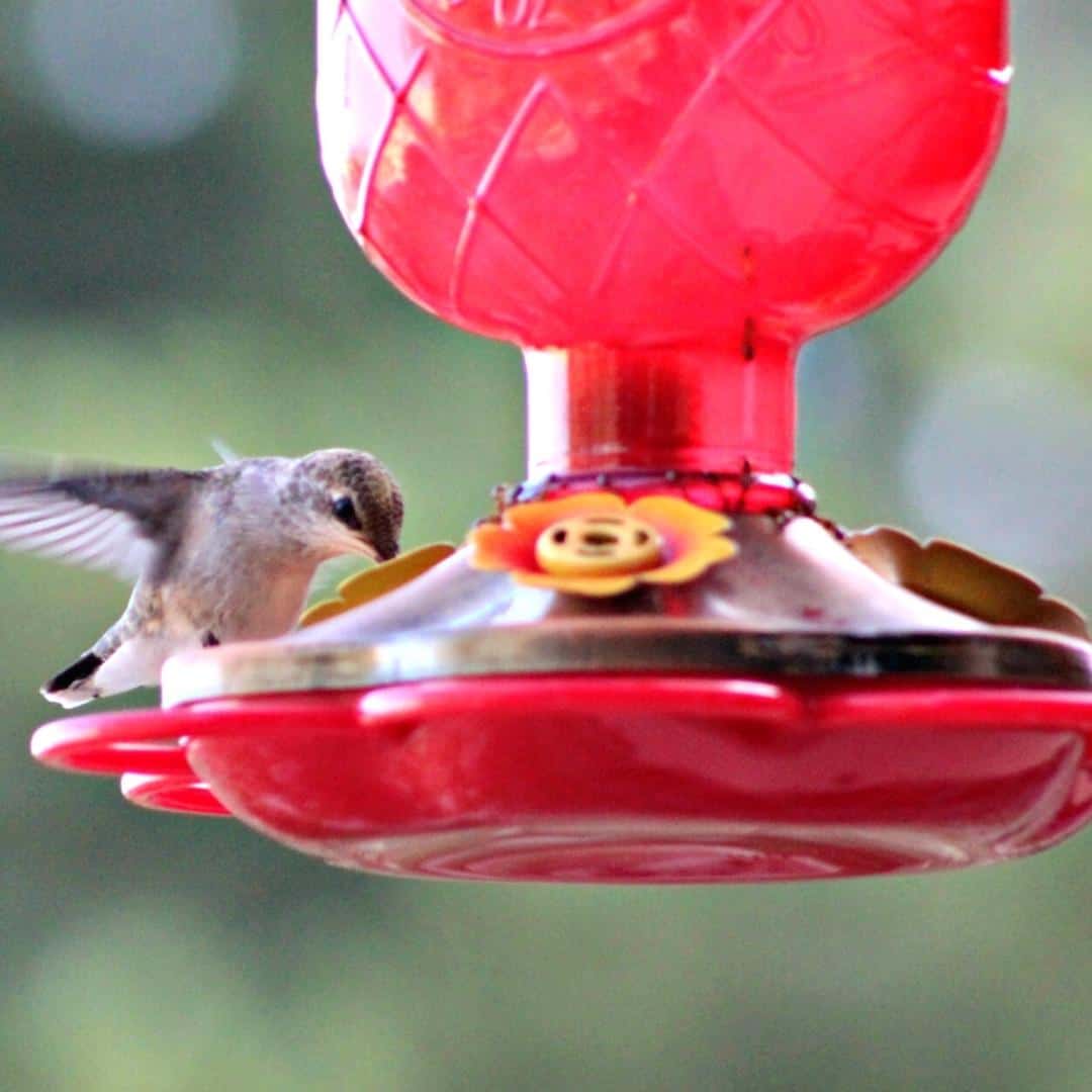 How to Attract Hummingbirds to your Garden, 20 simple tips for how to get more hummingbirds to your backyard.