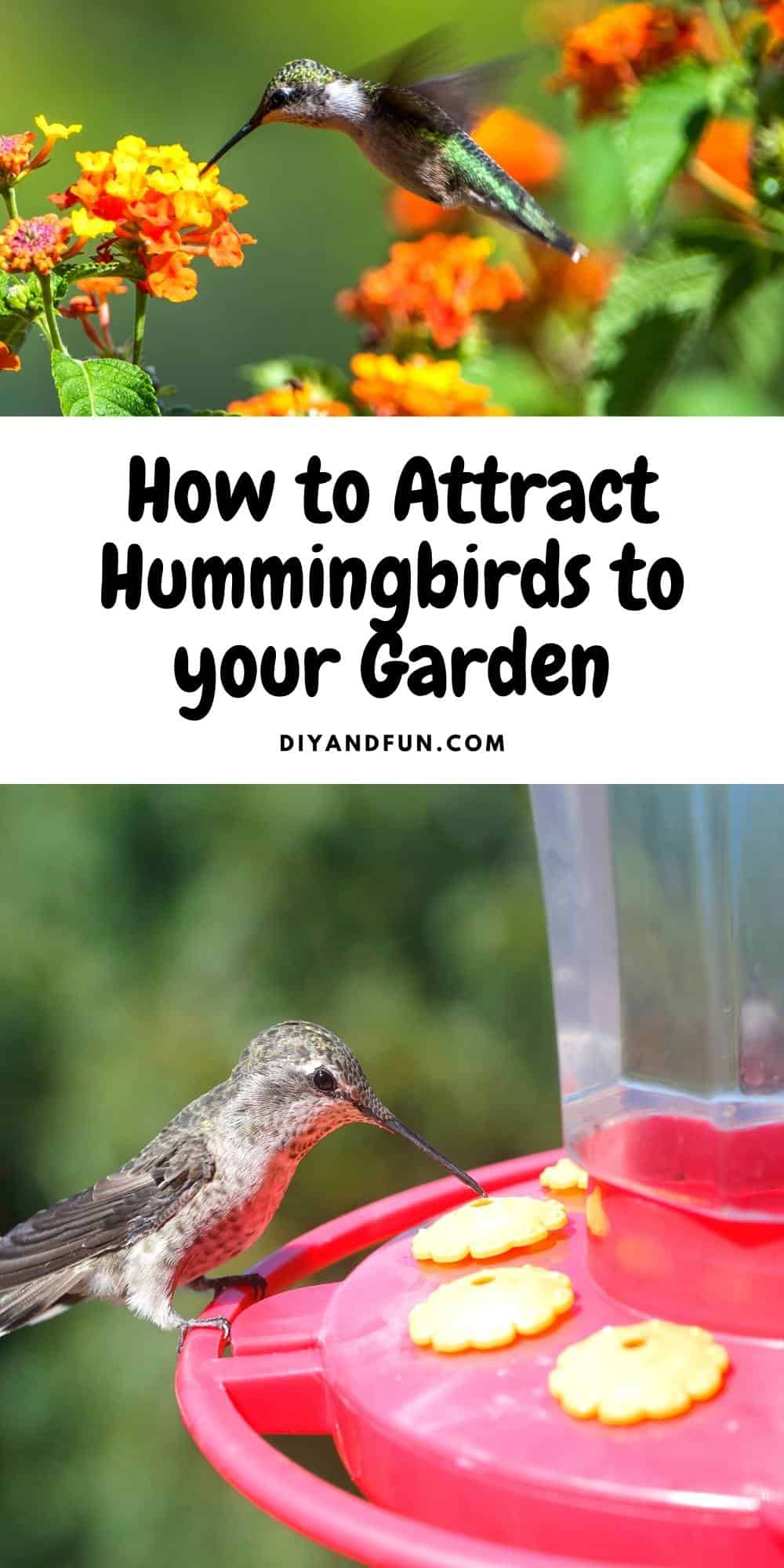How to Attract Hummingbirds to your Garden, 20 simple tips for how to get more hummingbirds to your backyard.