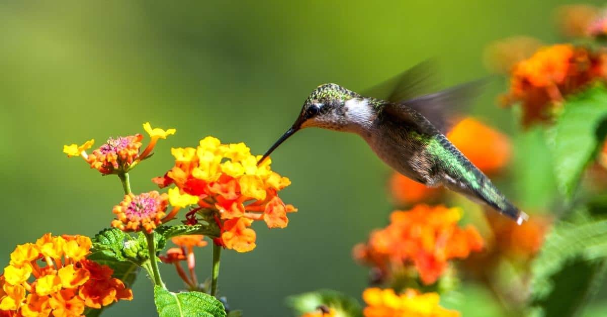 How to Attract Hummingbirds to your Garden, 20 simple tips for how to get more hummingbirds to your backyard.