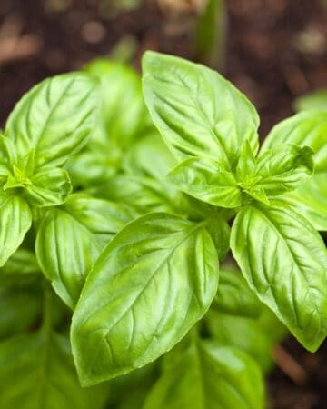 How to Grow Basil
