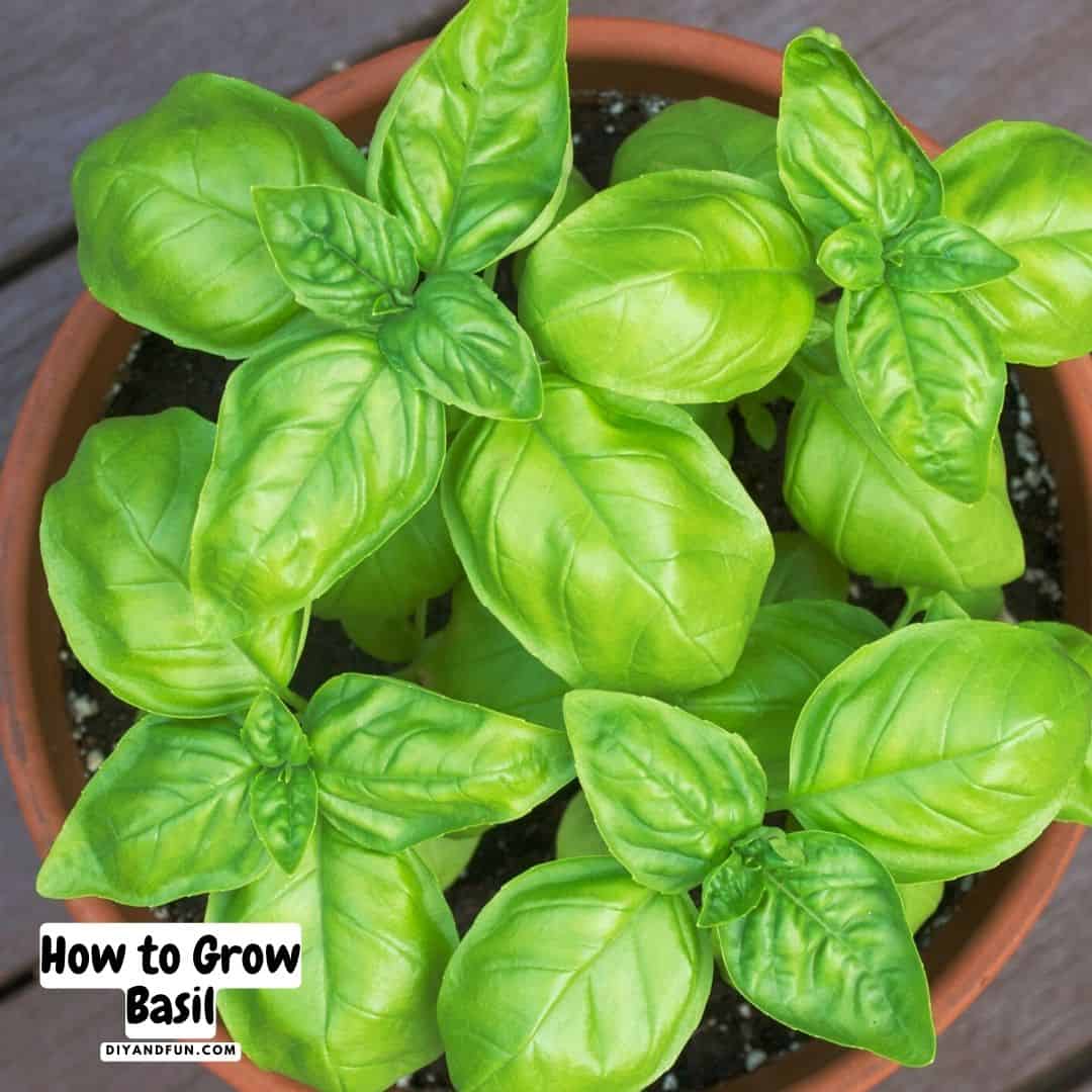 How to Grow Basil, a simple guide for how to plant and grow basil at home as well as some popular uses for the basil.