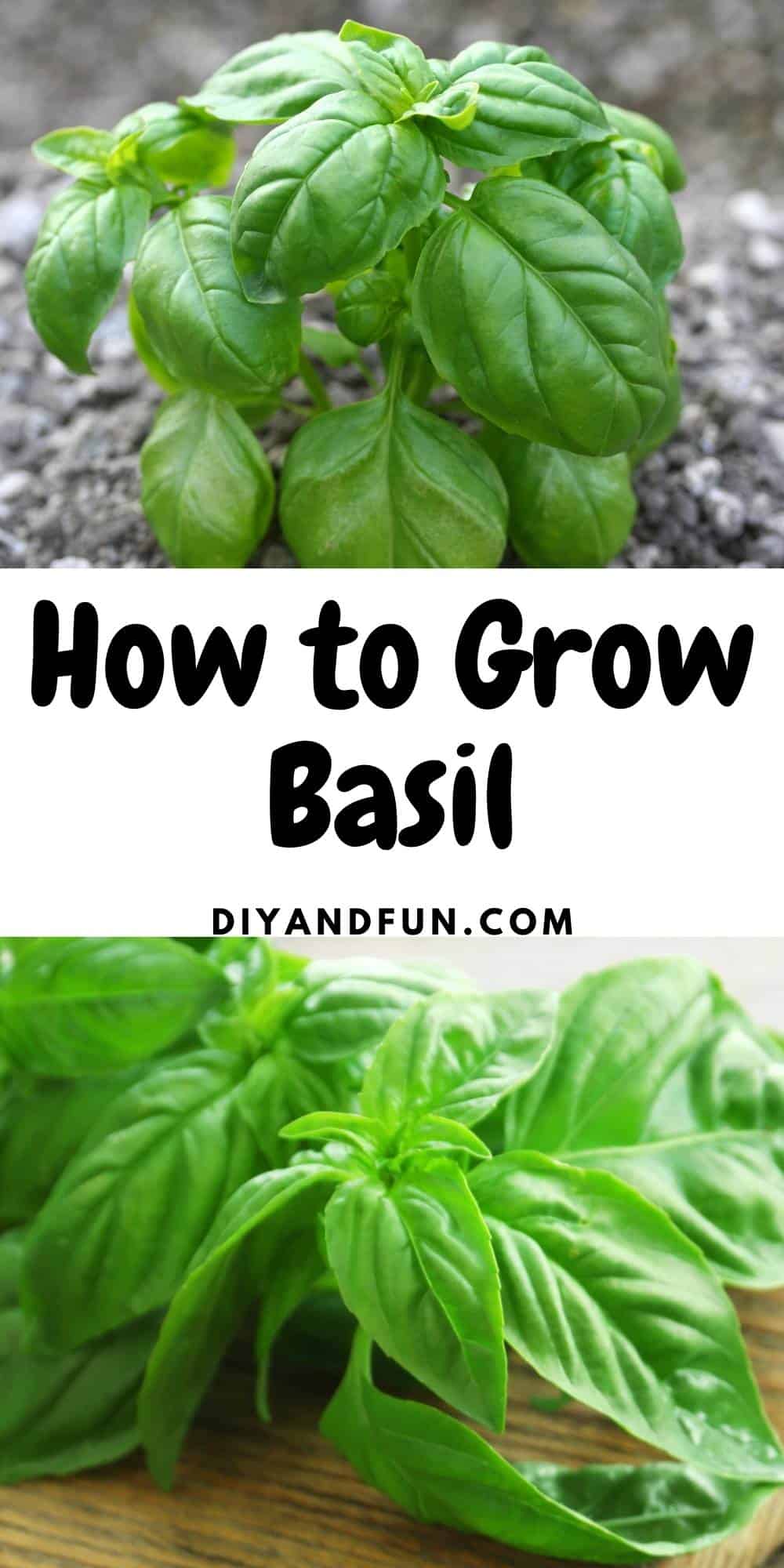 How to Grow Basil, a simple guide for how to plant and grow basil at home as well as some popular uses for the basil.