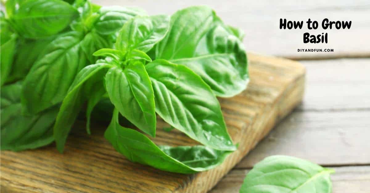 How to Grow Basil, a simple guide for how to plant and grow basil at home as well as some popular uses for the basil.