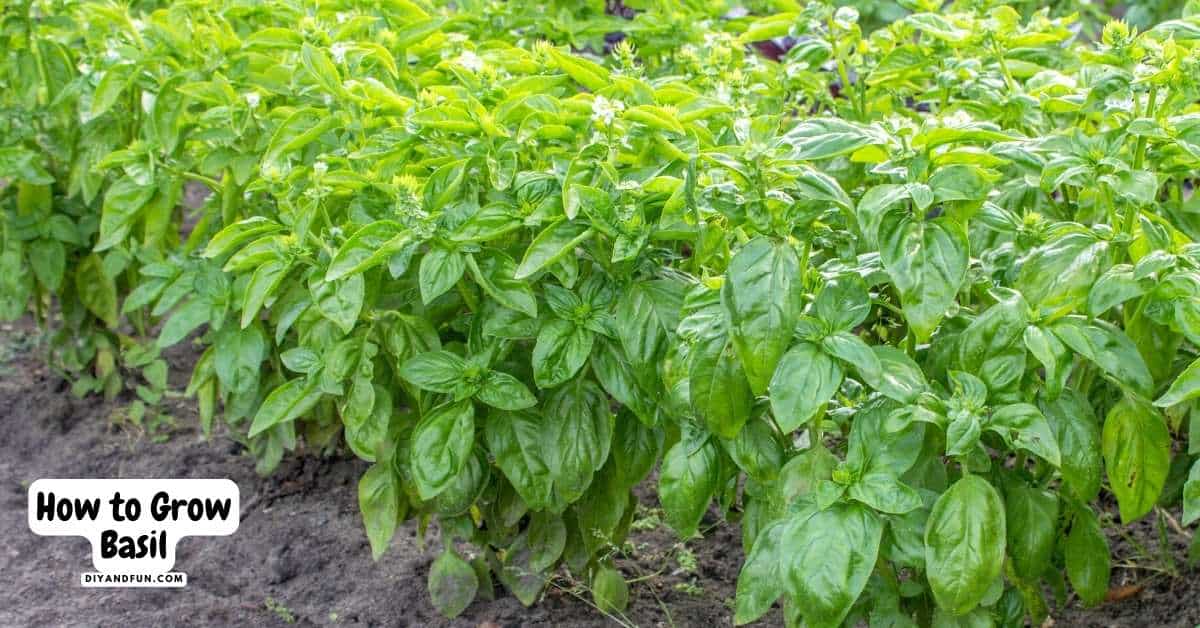 How to Grow Basil, a simple guide for how to plant and grow basil at home as well as some popular uses for the basil.