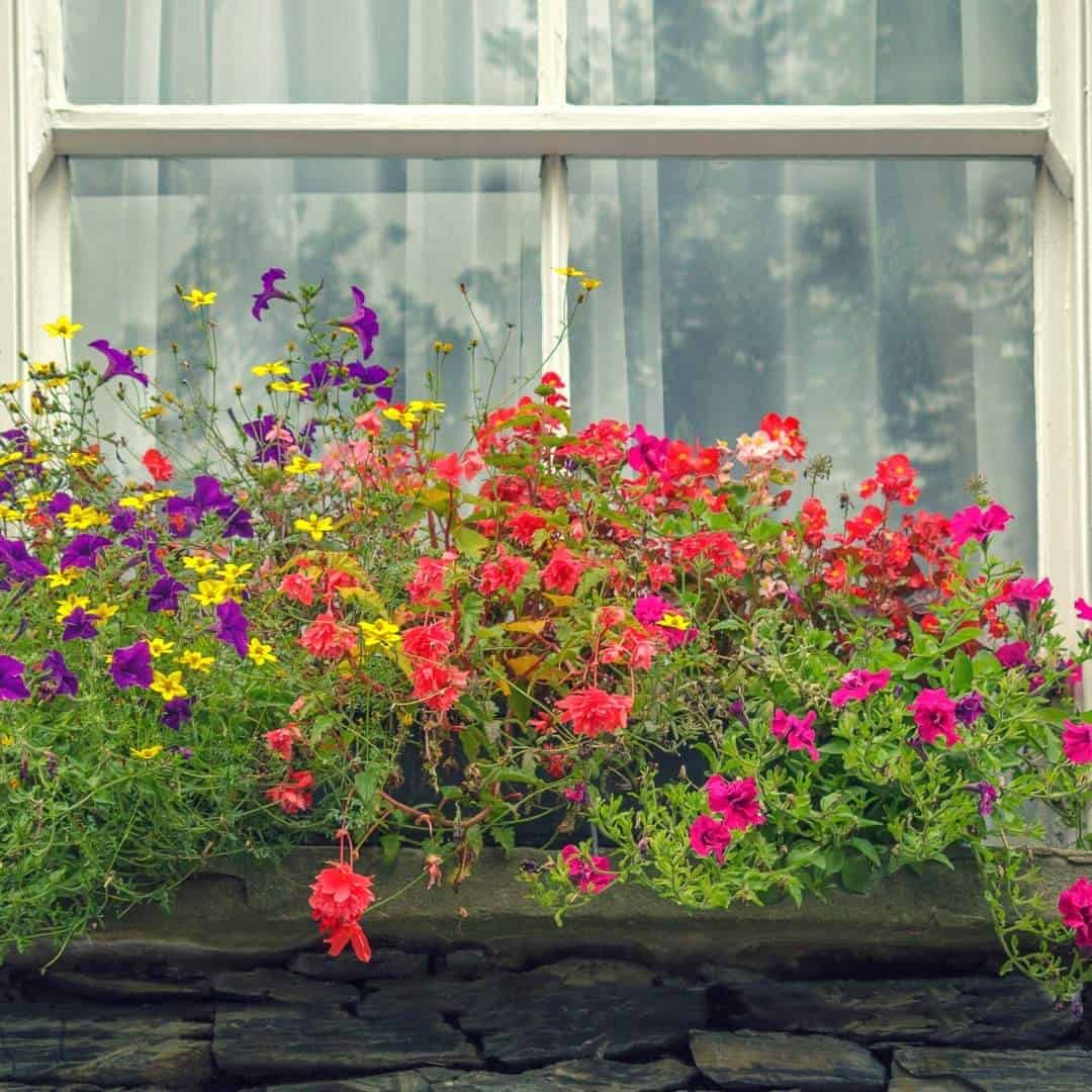 A colorful mix of flowers for the season which look especially nice from inside of the home.