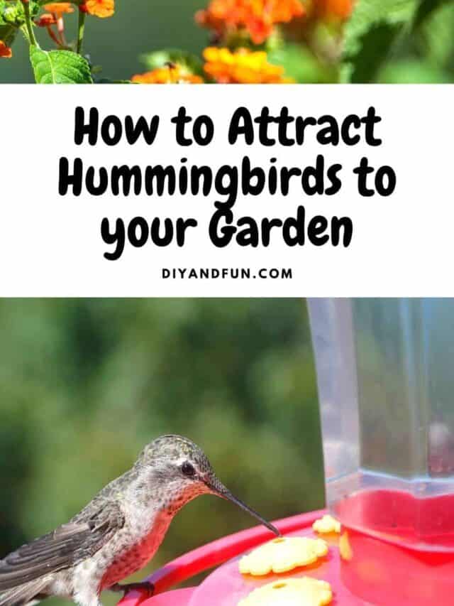 How to Attract Hummingbirds to your Garden