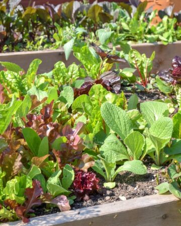 How to Grow a Culinary Garden